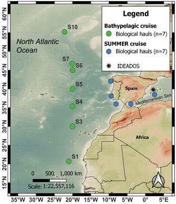 Swimbladder properties of Cyclothone spp. in the northeast Atlantic Ocean and the Western Mediterranean Sea